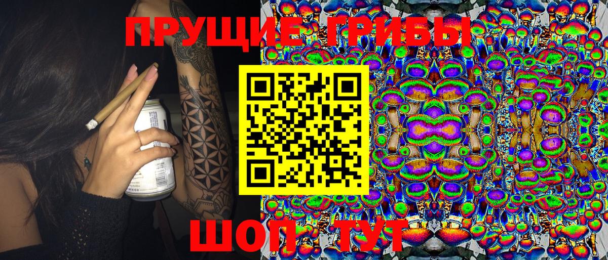 Кингисепп  Псилоцибиновые грибы Psilocybine cubensis  Вход с VPN 
